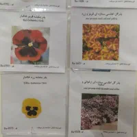 بذر گل|گل و گیاه طبیعی|سمنان, |دیوار