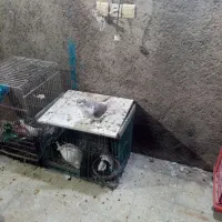 لاهور الماسی