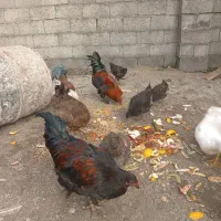 اردک اسرائیلی. مرغ و خروس|حیوانات مزرعه|بندر انزلی, بشمن|دیوار