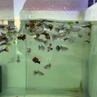 بار جدیدماهی و گیاه اکواریوم مارلین رسید|ماهی|زنجان, |دیوار
