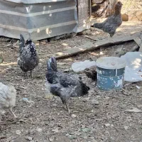 تخم نطفه دار گلین لری اصیل چهل تاج|حیوانات مزرعه|گرگان, |دیوار