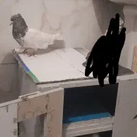 سلام 3 تا کبوتر
