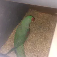 جفت شاه‌طوطی سالم آماده جفتگیری