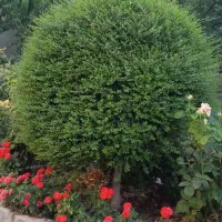 خدمات باغبانی هرس سم پاشی|خدمات باغبانی و درختکاری|کرج, فاز ۱ مهرشهر|دیوار
