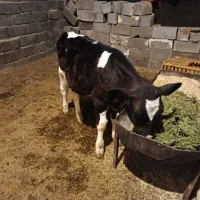 یک راس گوساله نر سه ماهه3اصیل