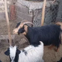 بز و کهره|حیوانات مزرعه|زرقان, |دیوار