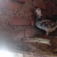 کفتر .. کبوتر