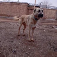 سگ گله|سگ|انگوران, |دیوار