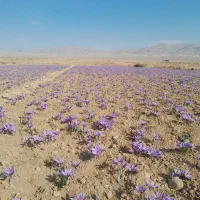 پیاز زعفران