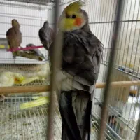 انواع طوطی  مرغ عشق.برزیلی.فنچ.عروس هلندی.گیرینچیک|پرنده|الوند, |دیوار