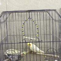 عروس هلندی|پرنده|تهران, اتابک|دیوار