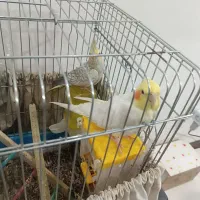 عروس هلندی سخنگو بدون قفس