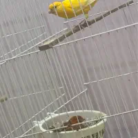 جفت قناری|پرنده|بیرجند, |دیوار