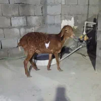 بره ماده|حیوانات مزرعه|قشم, |دیوار