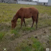 اسب|اسب و تجهیزات اسب‌سواری|پره‌سر, |دیوار