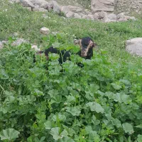 تعداد ۱۰ تا گوسفند گم شده
