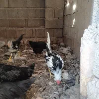 فروش یک جفت جوجه لاری ۴ ماهه و گلین ۵ ماهه اصل|حیوانات مزرعه|داراب, |دیوار