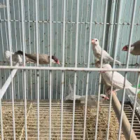 فنچ نرگسی شکلاتی و سفید|پرنده|بندرعباس, |دیوار