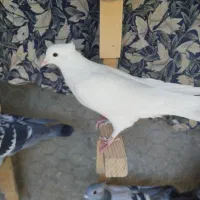 طوقی سور سفید|حیوانات|بم, |دیوار