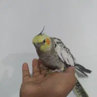 عروس هلندی رام گل باقالی لپ قرمز