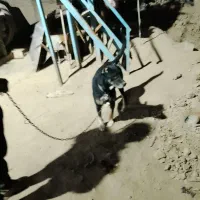 سگ سرابی پژدر|سگ|تهران, امیریه|دیوار