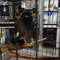 مرغ مینا سخنگو