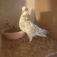 کبوتر پرشی|پرنده|شاهین دژ, |دیوار