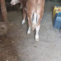 یک رآس گوساله سیمینتال درجه یک|حیوانات مزرعه|سراجو, |دیوار