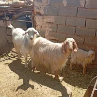 بزکره کره نرسانا