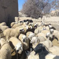 35عددمیش آبستن سرمایه فروشی شهرستان بافت