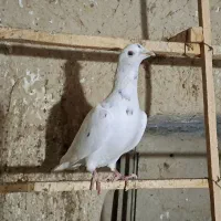 کبوتر قزوینی|پرنده|ساوه, |دیوار