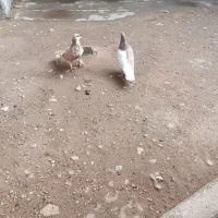 نروماده مفت پول یک جفت میدی ۳جفت میبری