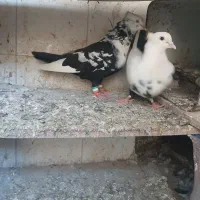 دمسیاه|پرنده|سبزوار, شهرک صنعتی فرودگاه|دیوار