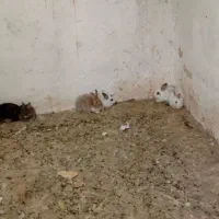 خرگوش