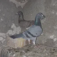 مجسمه کبوتر