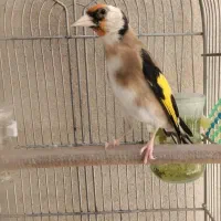 سهره سرسیا نر جوجه بزرگ شده امسال رام دهن زن