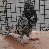 کفترسرور دم سفید