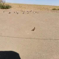 کبوتر
