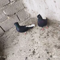 کبوتر رنگی جوفت دمسفید