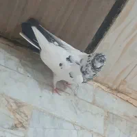 کفتر