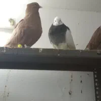 رنگه|پرنده|تربت جام, مسکن مهر|دیوار