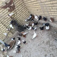 اهواز|پرنده|اهواز, گلدشت|دیوار