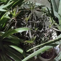 گل طبیعی|گل و گیاه طبیعی|اسلام‌شهر, زرافشان|دیوار