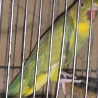 طوطی ملنگو رنگ خاص|پرنده|بندرعباس, |دیوار