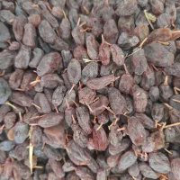 کشمش آفتابی|خوردنی و آشامیدنی|شیراز, اکبر آباد|دیوار