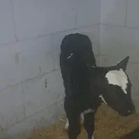 گوساله ماده صنعتی