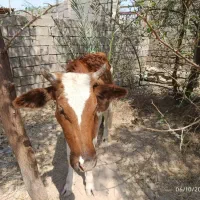 کره شتر گاو گوساله بره|حیوانات مزرعه|اهواز, اهواز|دیوار