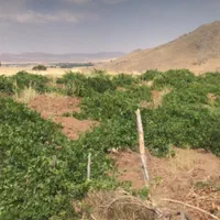 فروش باغ و زمین کشاورزی