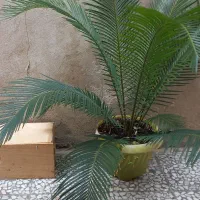 لونه طوطی عروس