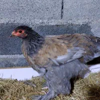 تخم نطفه دار و جوجه برهما اصل|حیوانات مزرعه|قائم‌شهر, |دیوار